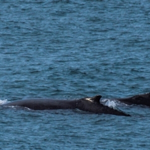 Megaptera novaeangliae at Slade Point, QLD - 27 Jul 2024