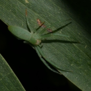 Hedana valida at Freshwater Creek, VIC - 24 Aug 2024