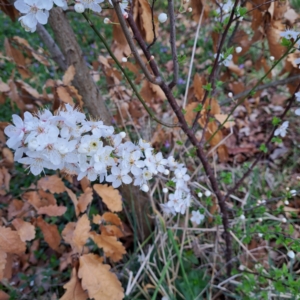 Prunus cerasifera at Watson, ACT - 26 Aug 2024