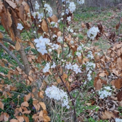 Prunus cerasifera at Watson, ACT - 26 Aug 2024