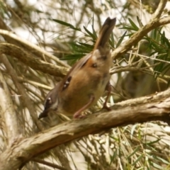 Sericornis frontalis (White-browed Scrubwren) at Freshwater Creek, VIC - 24 Aug 2024 by WendyEM