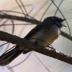 Rhipidura albiscapa (Grey Fantail) at Broulee, NSW - 2 Sep 2024 by jb2602