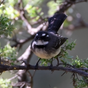 Rhipidura albiscapa at Broulee, NSW - 2 Sep 2024