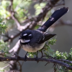 Rhipidura albiscapa at Broulee, NSW - 2 Sep 2024