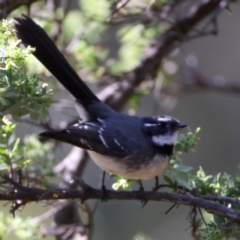 Rhipidura albiscapa at Broulee, NSW - 2 Sep 2024