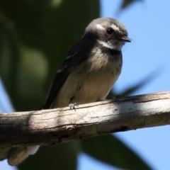 Rhipidura albiscapa at Broulee, NSW - 2 Sep 2024