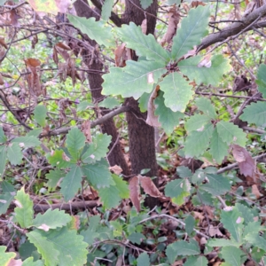 Quercus robur at Watson, ACT - 26 Aug 2024