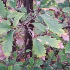 Quercus robur at Watson, ACT - 26 Aug 2024