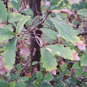 Quercus robur at Watson, ACT - 26 Aug 2024