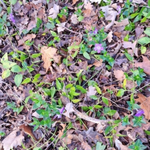 Vinca major at Watson, ACT - 26 Aug 2024