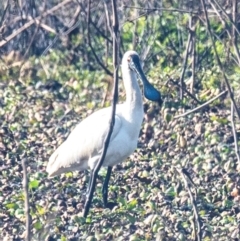 Platalea regia (Royal Spoonbill) at Casino, NSW - 7 Aug 2024 by Petesteamer