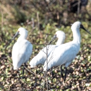 Platalea regia at Casino, NSW - 8 Aug 2024 08:57 AM