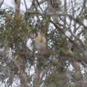 Carduelis carduelis at Freshwater Creek, VIC - 25 Aug 2024 05:16 PM