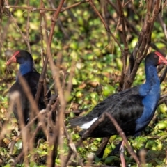 Porphyrio melanotus (Australasian Swamphen) at Casino, NSW - 8 Aug 2024 by Petesteamer