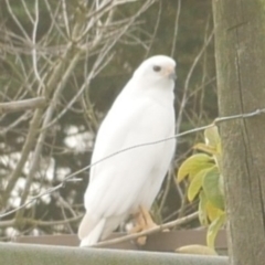 Tachyspiza novaehollandiae (Grey Goshawk) at Freshwater Creek, VIC - 8 Aug 2024 by WendyEM