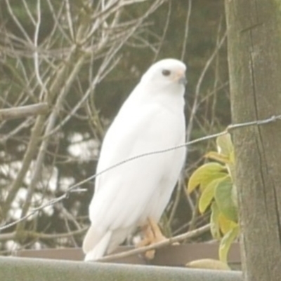 Accipiter novaehollandiae (Grey Goshawk) at Freshwater Creek, VIC - 8 Aug 2024 by WendyEM