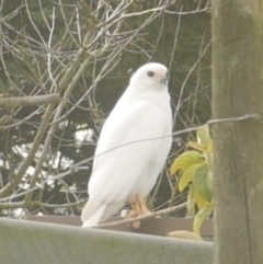 Accipiter novaehollandiae at Freshwater Creek, VIC - 8 Aug 2024