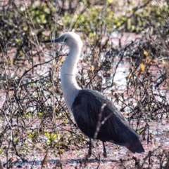 Ardea pacifica (White-necked Heron) at Casino, NSW - 7 Aug 2024 by Petesteamer