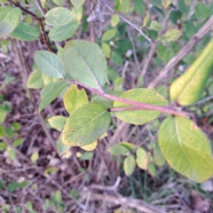 Cotoneaster glaucophyllus (Cotoneaster) at Watson, ACT - 25 Aug 2024 by abread111