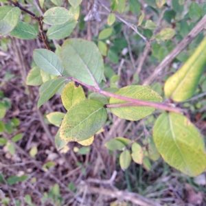 Cotoneaster glaucophyllus at Watson, ACT - 26 Aug 2024