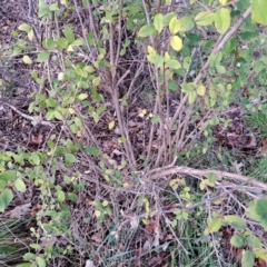 Cotoneaster glaucophyllus at Watson, ACT - 26 Aug 2024 09:30 AM