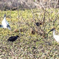 Threskiornis molucca (Australian White Ibis) at Casino, NSW - 7 Aug 2024 by Petesteamer