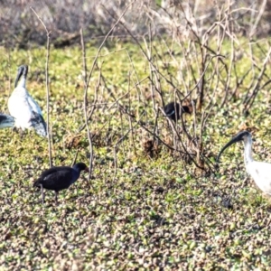 Threskiornis molucca at Casino, NSW - 8 Aug 2024