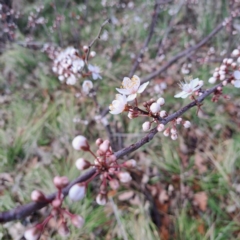 Prunus cerasifera (Cherry Plum) at Watson, ACT - 26 Aug 2024 by abread111