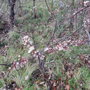 Prunus cerasifera at Watson, ACT - 26 Aug 2024