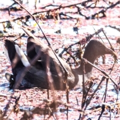 Gallinula tenebrosa (Dusky Moorhen) at Casino, NSW - 7 Aug 2024 by Petesteamer