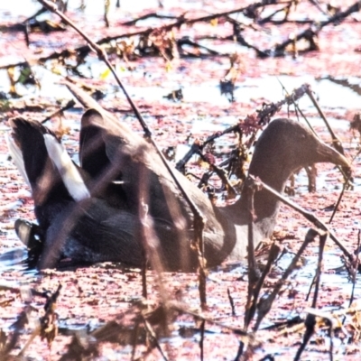 Gallinula tenebrosa (Dusky Moorhen) at Casino, NSW - 8 Aug 2024 by Petesteamer