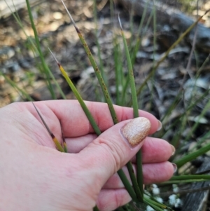 Lomandra multiflora at Parkes, NSW - 3 Sep 2024 03:21 PM