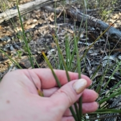 Lomandra multiflora at Parkes, NSW - 3 Sep 2024 03:21 PM