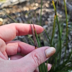 Lomandra multiflora at Parkes, NSW - 3 Sep 2024 03:21 PM