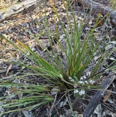 Lomandra multiflora at Parkes, NSW - 3 Sep 2024 03:21 PM