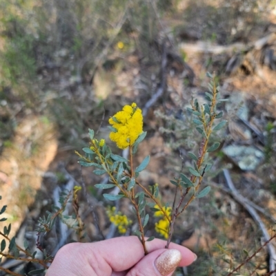 Acacia buxifolia subsp. buxifolia (Box-leaf Wattle) at Parkes, NSW - 3 Sep 2024 by Csteele4