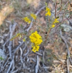 Acacia buxifolia subsp. buxifolia at Parkes, NSW - 3 Sep 2024 02:53 PM