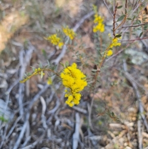 Acacia buxifolia subsp. buxifolia at Parkes, NSW - 3 Sep 2024