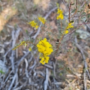 Acacia buxifolia subsp. buxifolia at Parkes, NSW - 3 Sep 2024 02:53 PM