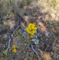 Acacia buxifolia subsp. buxifolia at Parkes, NSW - 3 Sep 2024 02:53 PM
