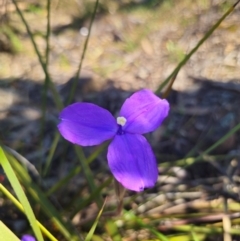 Patersonia sericea var. sericea (Silky Purple-flag) at Parkes, NSW - 3 Sep 2024 by Csteele4