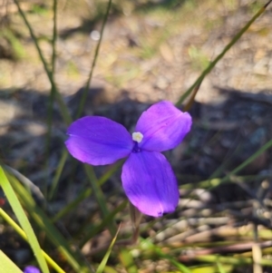 Patersonia sericea var. sericea at Parkes, NSW - 3 Sep 2024