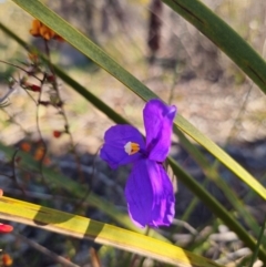 Patersonia sericea var. sericea at Parkes, NSW - 3 Sep 2024