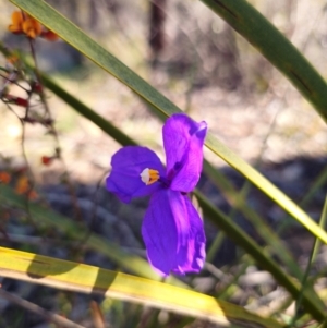 Patersonia sericea var. sericea at Parkes, NSW - 3 Sep 2024