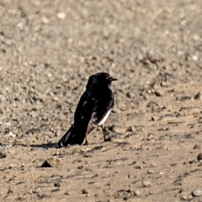 Rhipidura leucophrys (Willie Wagtail) at Casino, NSW - 7 Aug 2024 by Petesteamer