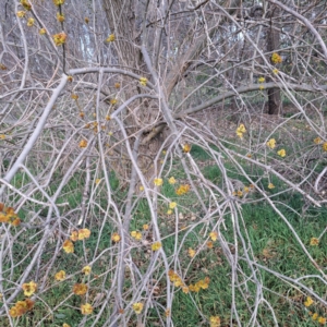 Ulmus procera at Watson, ACT - 26 Aug 2024