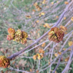 Ulmus procera at Watson, ACT - 26 Aug 2024 09:26 AM