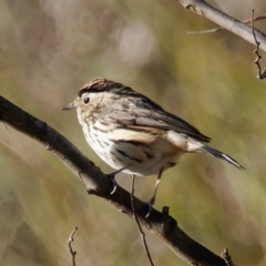 Pyrrholaemus sagittatus (Speckled Warbler) at Theodore, ACT - 2 Sep 2024 by RomanSoroka