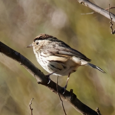 Pyrrholaemus sagittatus (Speckled Warbler) at Theodore, ACT - 3 Sep 2024 by RomanSoroka