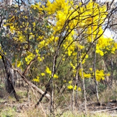 Acacia boormanii (Snowy River Wattle) at Hackett, ACT - 23 Aug 2024 by abread111